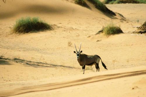 Берег Скелетов. Аномальный берег скелетов