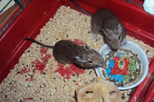 Дегу, маленькая домашняя белка