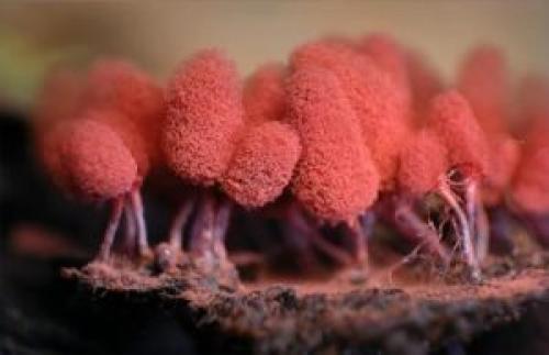 Что такое плесень. Плесень: что такое, какой бывает и почему появляется