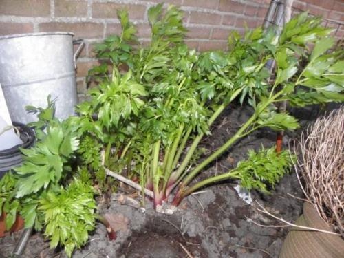 Любисток. Выращивание любистока