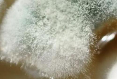 Что такое плесень. Плесень: что такое, какой бывает и почему появляется