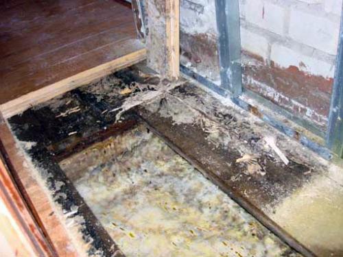 Белая плесень на досках. Как убрать черную плесень на досках (Рекомендации)