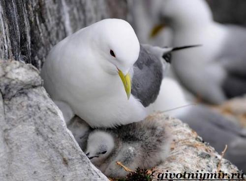 Чайка птица. Птица чайка. Образ жизни и среда обитания чайки