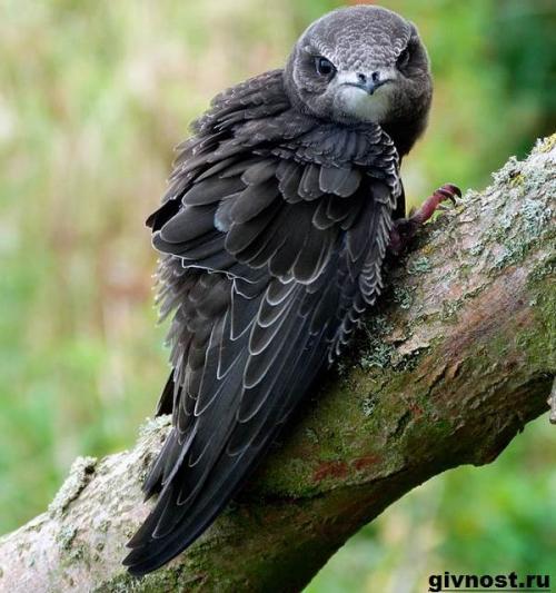 Где живут стрижи. Характер и образ жизни