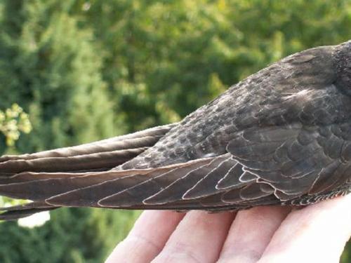 Миграция стрижей. Где живут птицы стрижи, когда они прилетают, как выглядят на фото