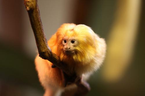 Золотистая игрунка. Золотистый львиный тамарин