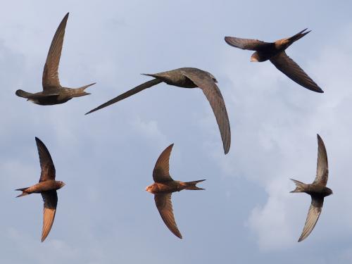 Миграция стрижей. Где живут птицы стрижи, когда они прилетают, как выглядят на фото