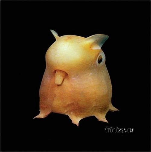 Необьяснимые существа. Самые странные существа на планете (фото)