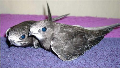 Стриж чем кормить. Черный стриж: чем кормить в домашних условиях птенца и взрослую особь?