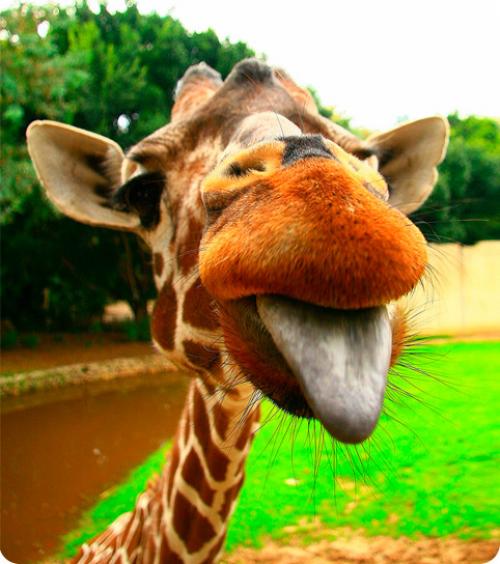 Рубрика знаете ли вы. А вы это знали? Интересные факты