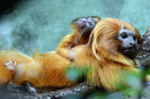 Золотистая игрунка. Золотистый львиный тамарин