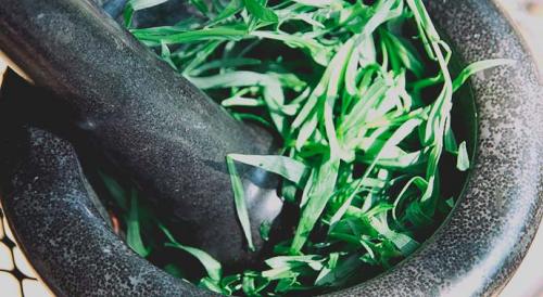 Трава тархун. Полезные свойства травы тархун и ее применение в кулинарии