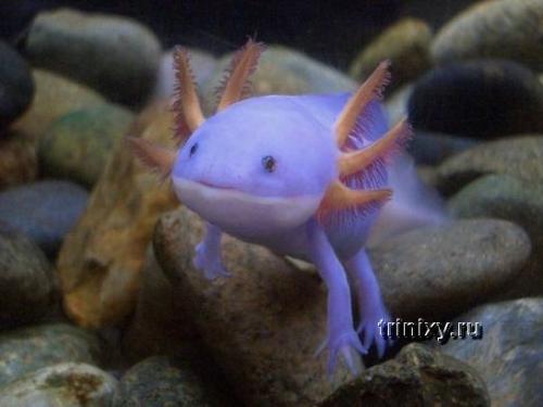 Необьяснимые существа. Самые странные существа на планете (фото)