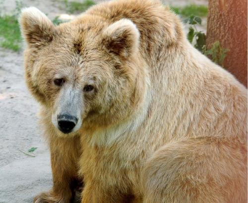 Сколько лет живет бурый медведь. Описание и особенности 13
