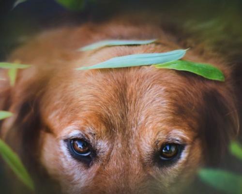 Эдуард Асадов .стихи о рыжей дворняге.. «Стихи о рыжей дворняге» Э. Асадов 03