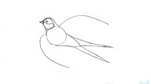 Из чего делается гнездо ласточки и где селится птица. Ласточки: описание 07