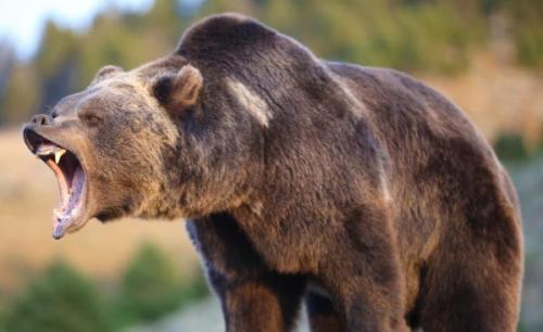 Сколько лет живет бурый медведь. Описание и особенности 10