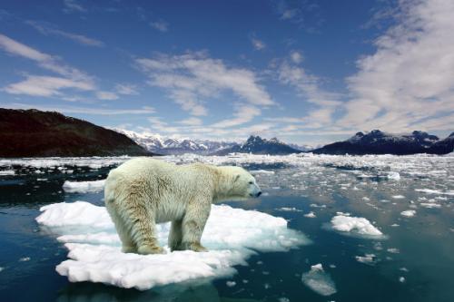 Сколько лет живет бурый медведь. Описание и особенности 06