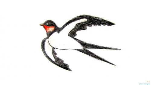 Из чего делается гнездо ласточки и где селится птица. Ласточки: описание 13