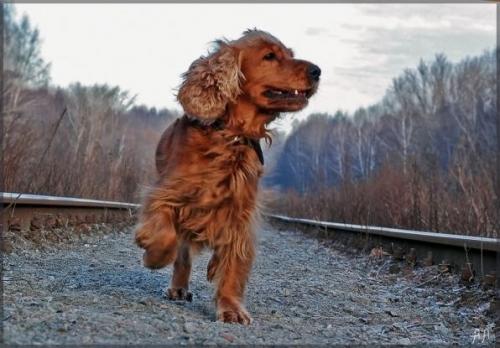 Асадов Стихи о животных. Эдуард Асадов ~ Стихи о рыжей дворняге