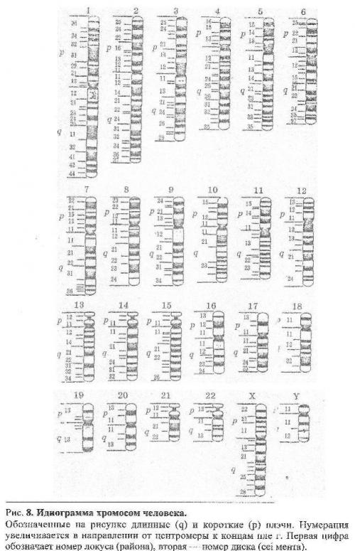 15-я хромосома человека 02 15-я хромосома человека 02