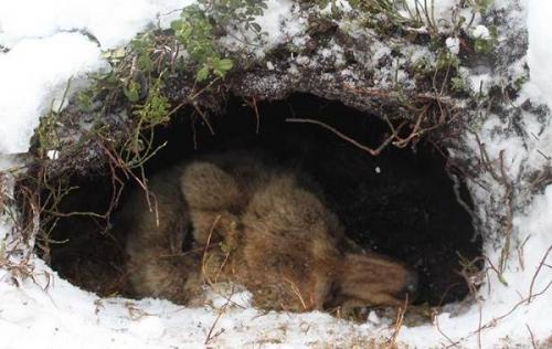 Сколько лет живет бурый медведь. Описание и особенности