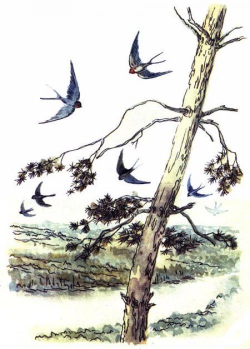 Из чего делается гнездо ласточки и где селится птица. Ласточки: описание 04