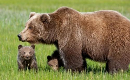 Сколько лет живет бурый медведь. Описание и особенности 09