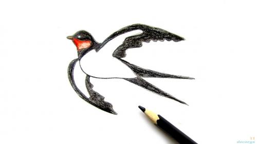 Из чего делается гнездо ласточки и где селится птица. Ласточки: описание 11