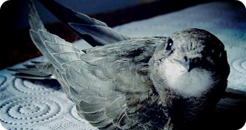 Гнезда ласточек блюдо. В Китае гнезда совсем другие