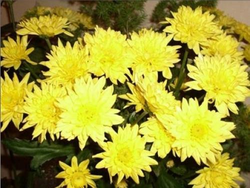 15 хромосомы человека болезни. Хромосомная мутация у человека: виды, причины возникновения, хромосомные болезни