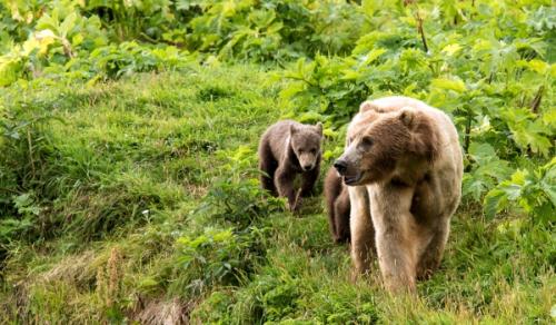 Сколько живут медведи в дикой природе. Социальная структура и размножение