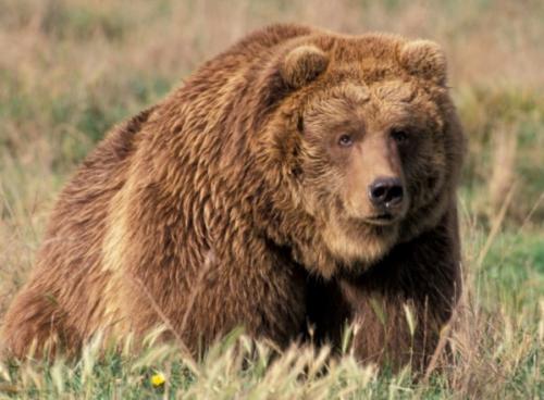 Сколько лет живет бурый медведь. Описание и особенности 11
