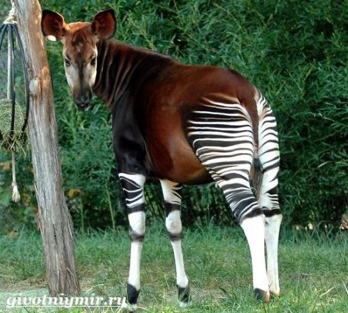 Окапи животное описание. Описание и особенности окапи