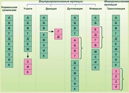 15 хромосомы человека болезни. Хромосомная мутация у человека: виды, причины возникновения, хромосомные болезни