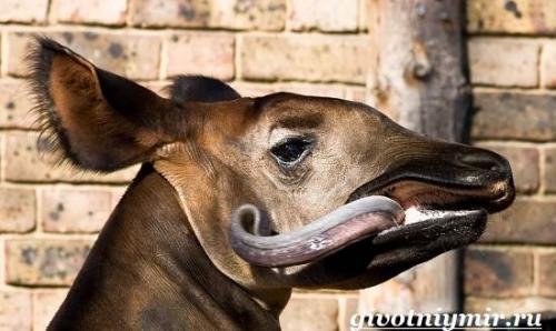 Окапи животное описание. Описание и особенности окапи