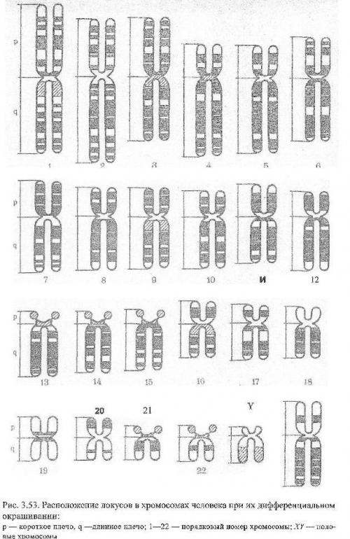 1 хромосома человека. Хромосомная аномалия 5 Кольцевая хромосома. 21 Локус короткого плеча х-хромосомы. Расположение локусов в хромосомах человек. Карта расположения хромосом.