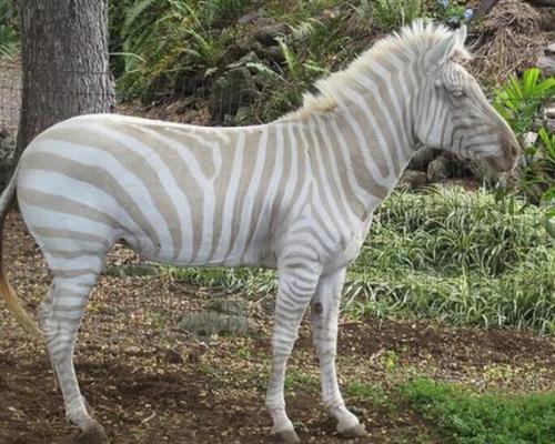 15 хромосомы человека болезни. Хромосомная мутация у человека: виды, причины возникновения, хромосомные болезни