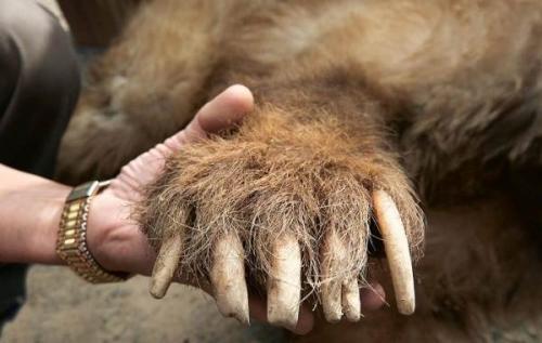 Сколько лет живет бурый медведь. Описание и особенности