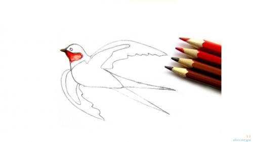 Из чего делается гнездо ласточки и где селится птица. Ласточки: описание 10