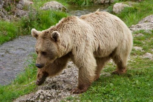 Сколько лет живет бурый медведь. Описание и особенности 12