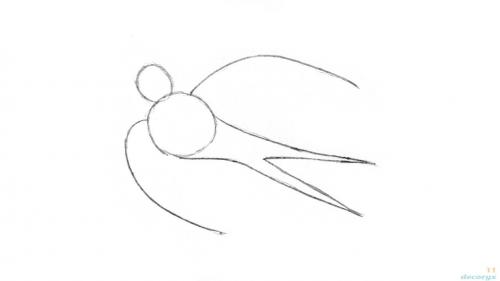 Из чего делается гнездо ласточки и где селится птица. Ласточки: описание 06