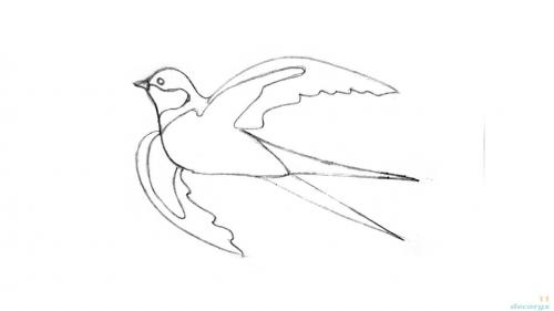 Из чего делается гнездо ласточки и где селится птица. Ласточки: описание 09