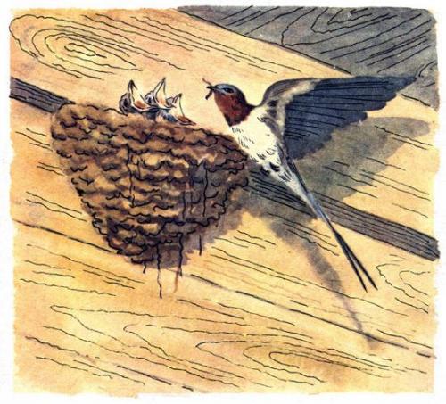 Из чего делается гнездо ласточки и где селится птица. Ласточки: описание 03