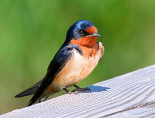 Из чего делается гнездо ласточки и где селится птица. Ласточки: описание