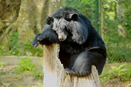 Бурый медведь скорость. Виды медведей