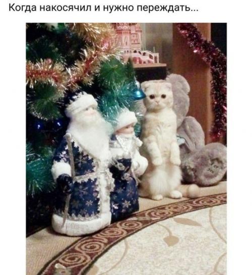 Почему коты ложатся на больное место. 