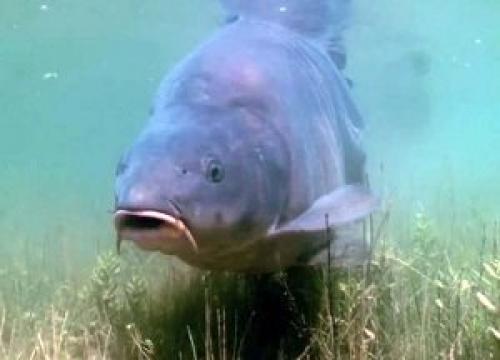 Память у рыбы сколько секунд википедия. Какая память у рыб?