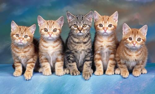 Самый большой кот в мире