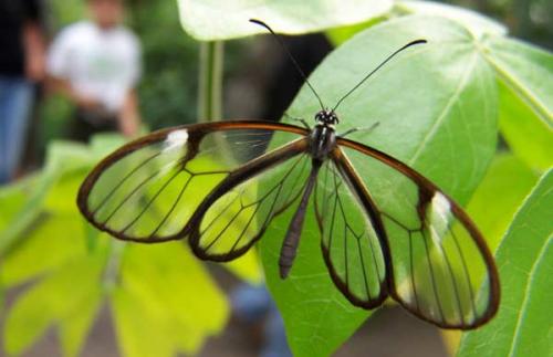 Необычные бабочки мира. Топ-10 удивительных и необычных бабочек